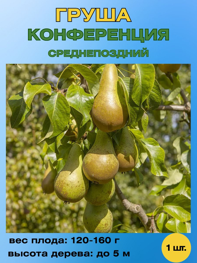 Сорт груши кюре. Где выращивают грушу. Сорт груши конференц. Груша конференция дерево. Груша какая культура.