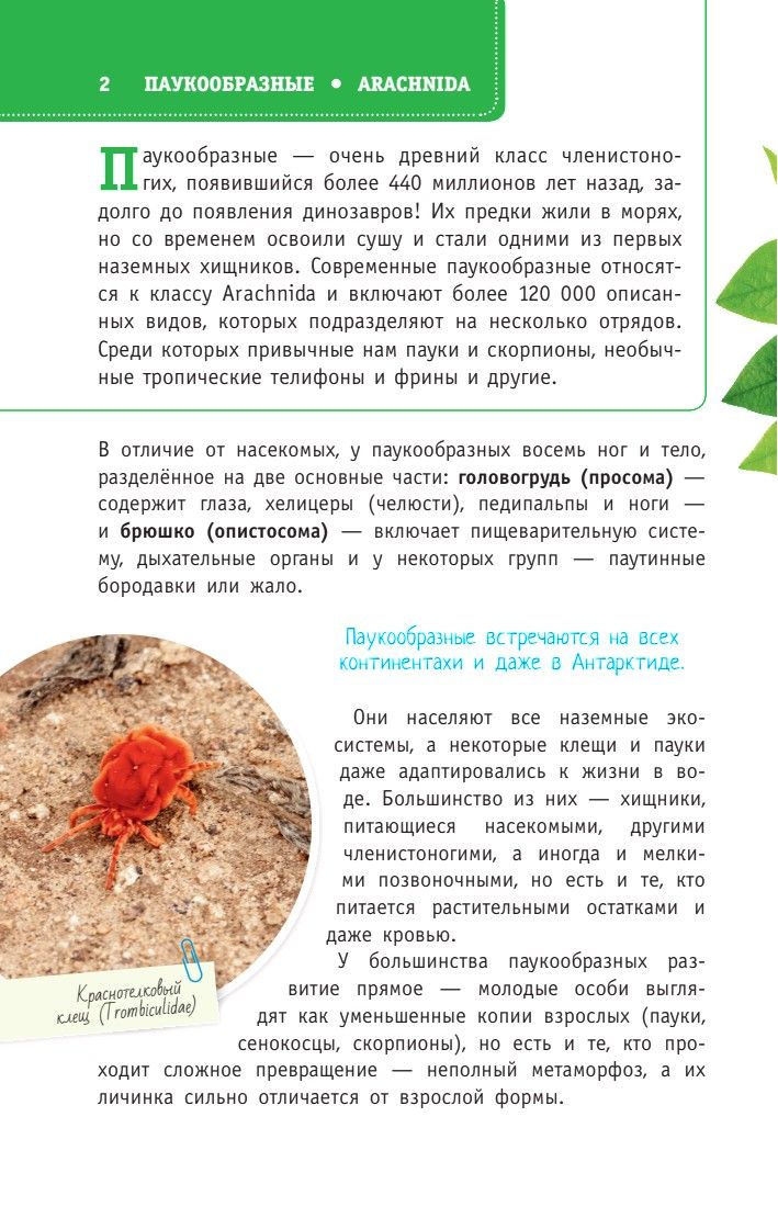 «Пауки, скорпионы и многоножки России» — фото 4