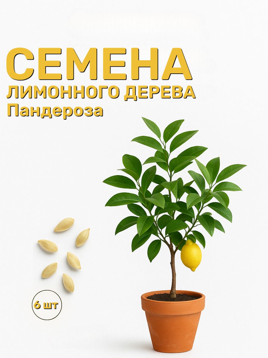 Семеналимонногодерева.НаборПандерозаиНовогрузинский6шт.