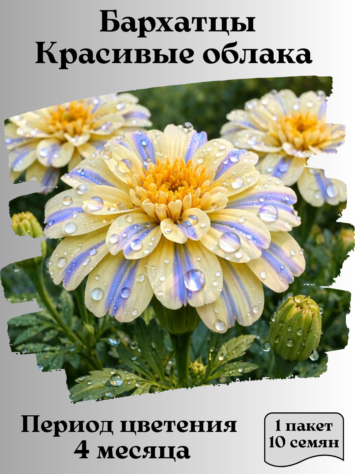 БархатцыКрасивыеоблака,семена,10шт.