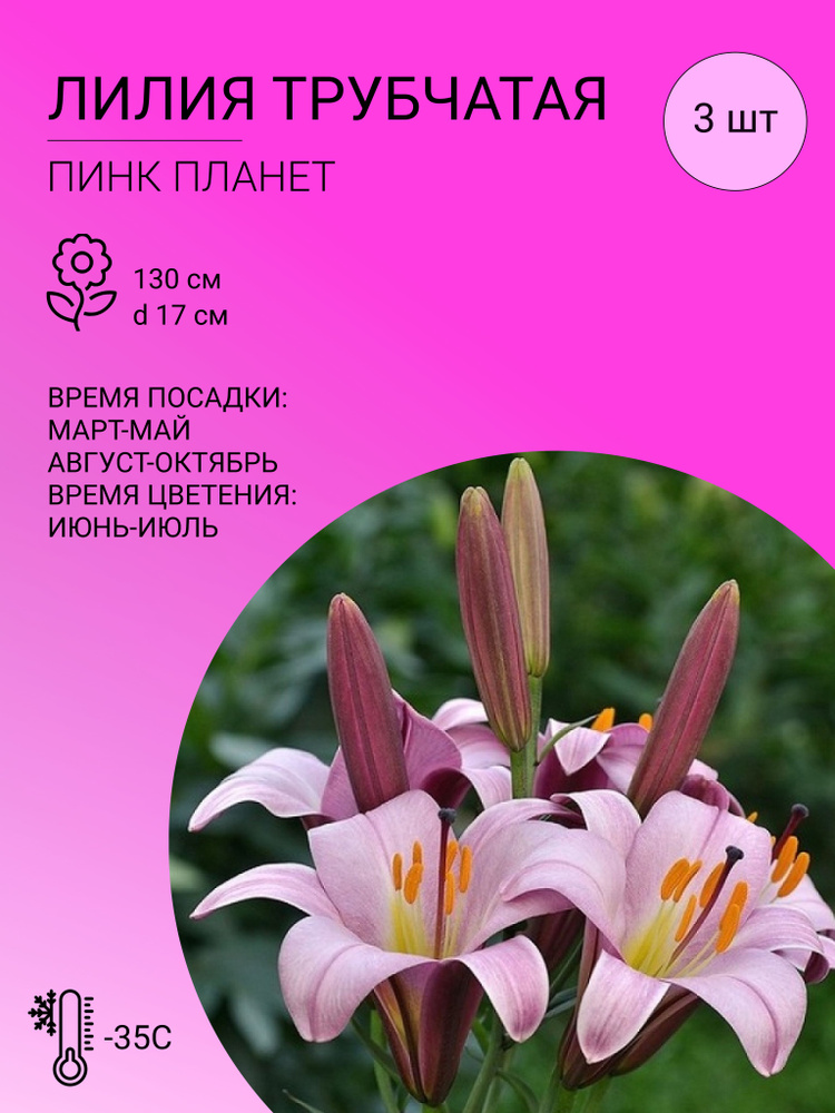 Лилии Трубчатые, многолетние цветы, луковицы 3 шт #1
