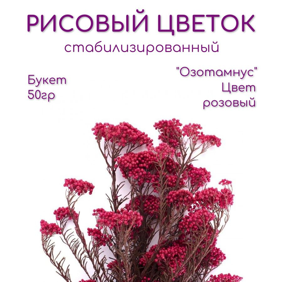 Рисовый цветок (Диосми) - Озотамнус стабилизированный Verdissimo сухоцветы для декора букет h 60см 50гр #1