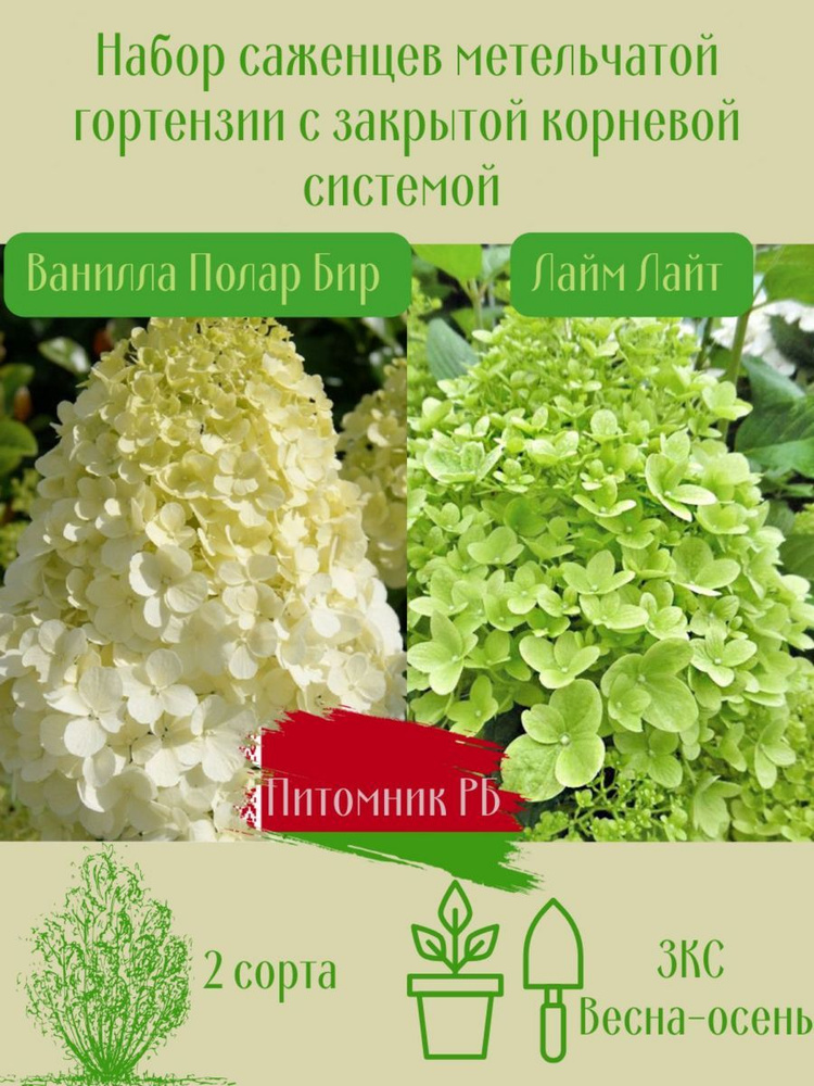 Green Ville Саженец,2шт #1