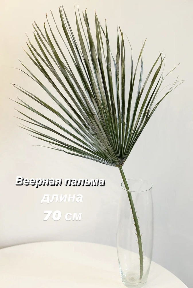 LampasPampas Сухоцветы, 100 см, 300 гр, 1 шт #1