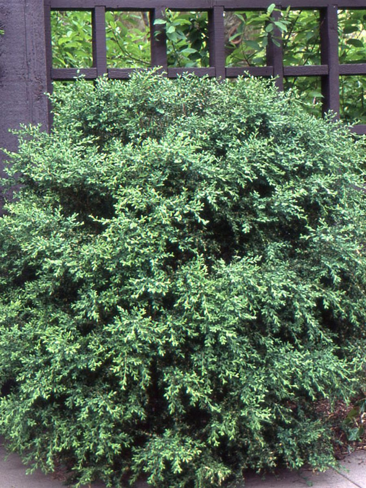 Семена Самшит мелколистный корейский (Buxus microphylla koreana), 10 штук  #1