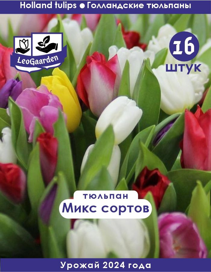 Тюльпан Луковица, Микс сортов, 16шт крупные #1