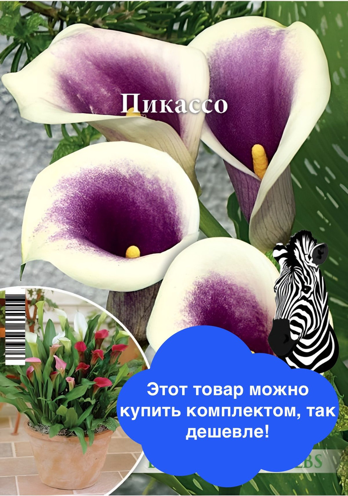 Луковичные цветы Русский Огород "Калла Пикассо", 1 шт., разбор 14/+  #1