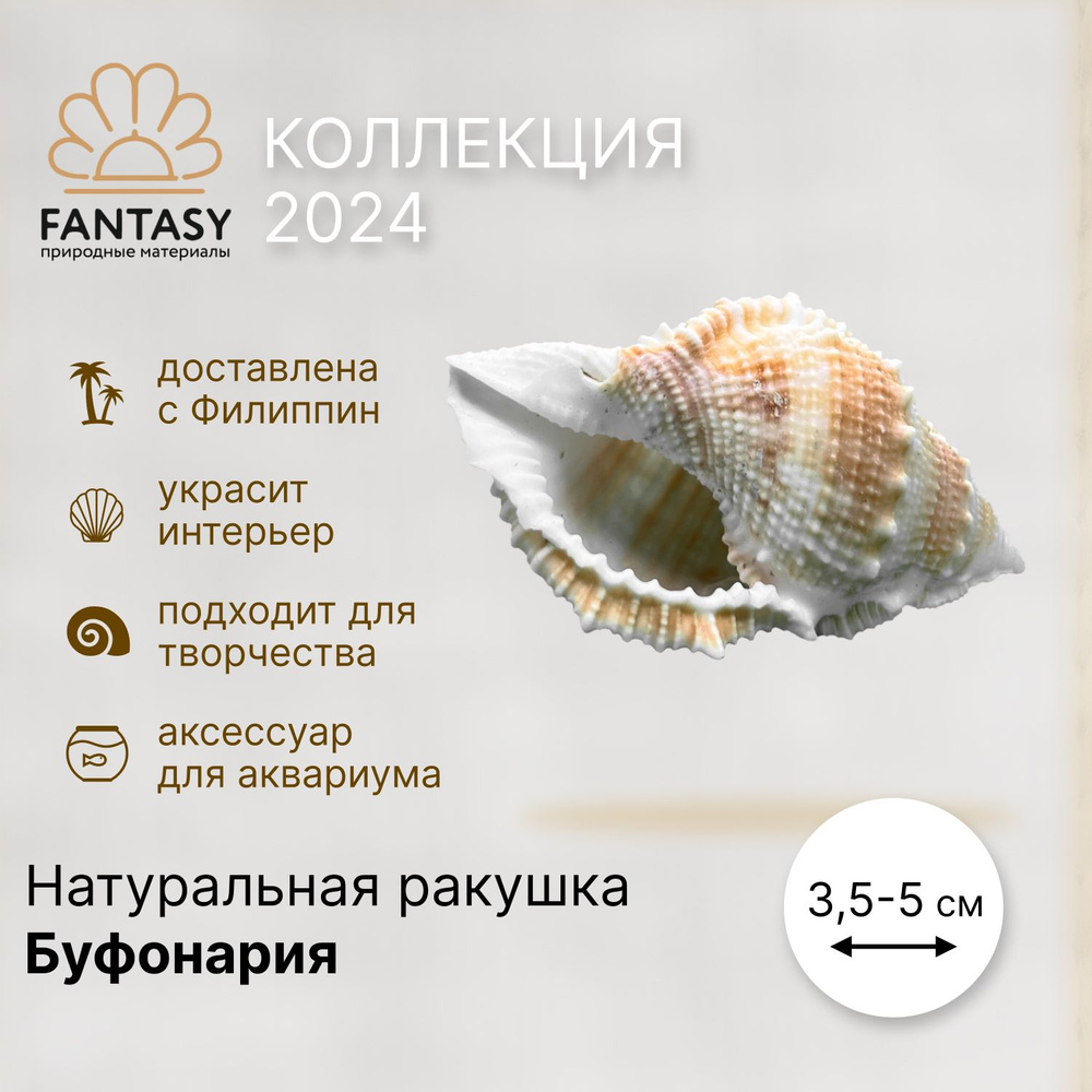 Натуральная морская ракушка FANTASY Буфоонария, 3,5-5 см #1