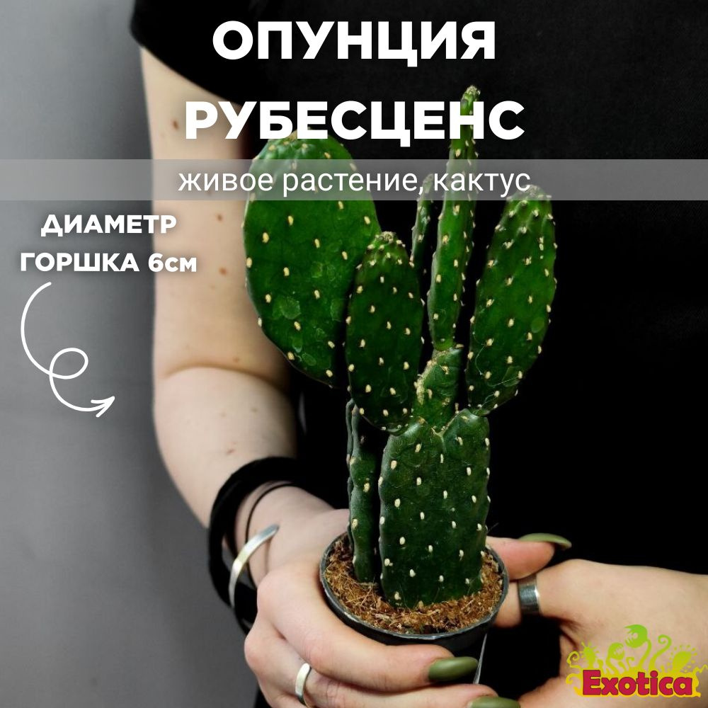 Опунция Рубесценс (Opuntia Rubescens) D6см #1