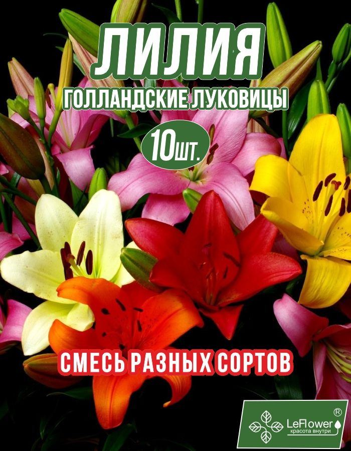 Лилия Луковица, Микс разные, 10 шт (1) #1