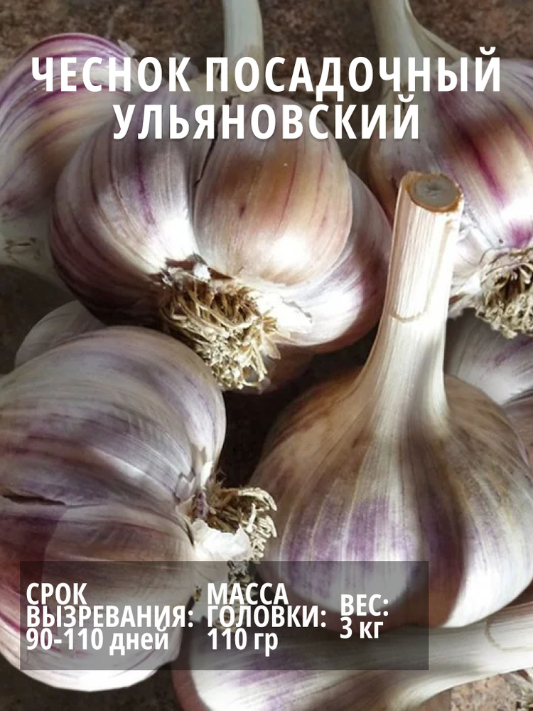 Чеснок Ульяновский посадочный озимый 3 кг #1