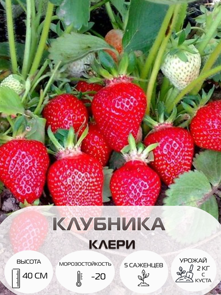 Клубника Клери, саженцы многолетние ягодных кустарников, крупноплодные и ремонтантные сорта  #1