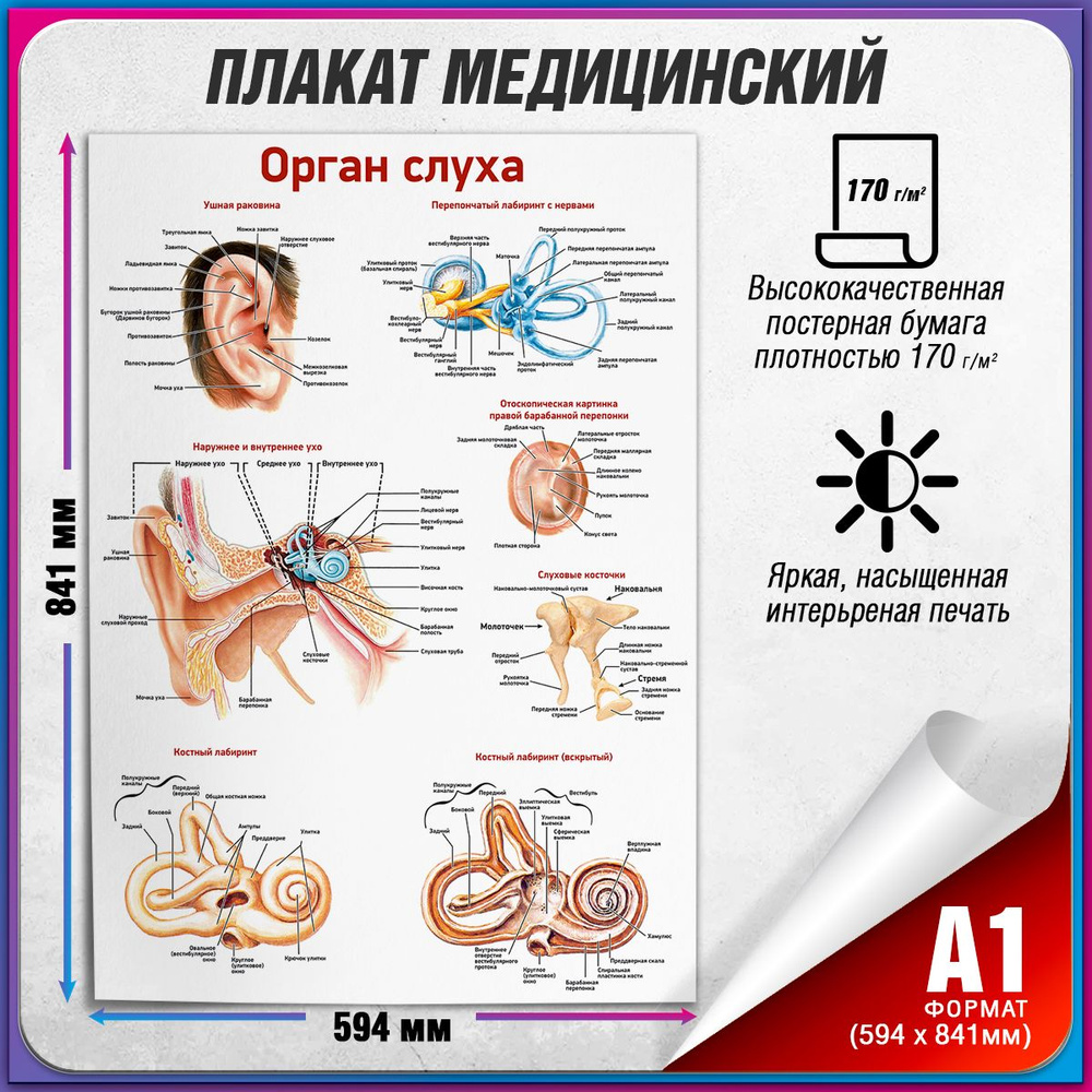 Информационный медицинский плакат "Орган слуха" / А-1 (84x60 см.)  #1