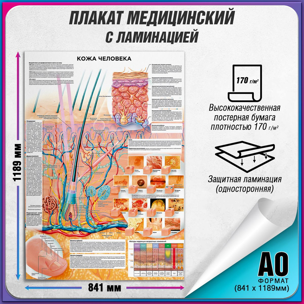 Информационный медицинский плакат "Кожа человека" / ламинированный / А-0 (84x119 см.)  #1