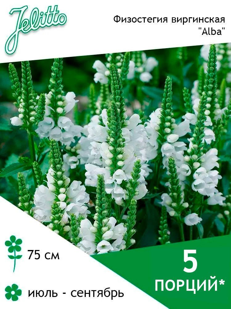 Семена Jelitto Физостегия виргинская "Alba" (PHYSOSTEGIA virginiana "Alba") 5 порций  #1