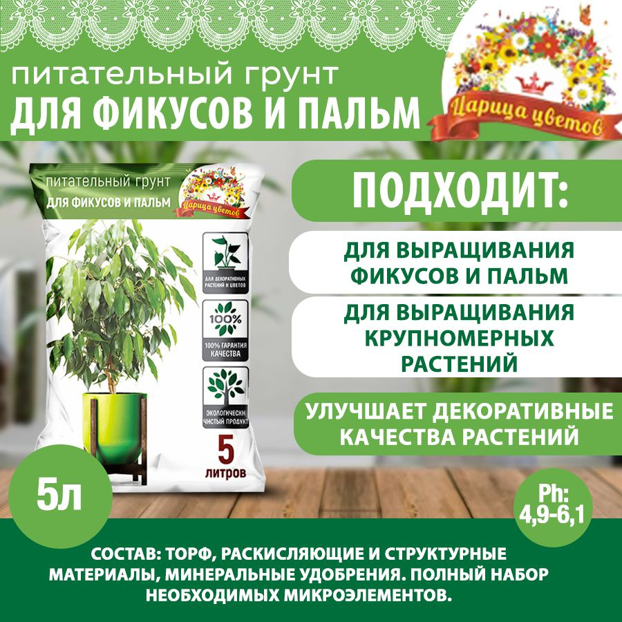 Семена Монстеры Купить В Интернет Магазине