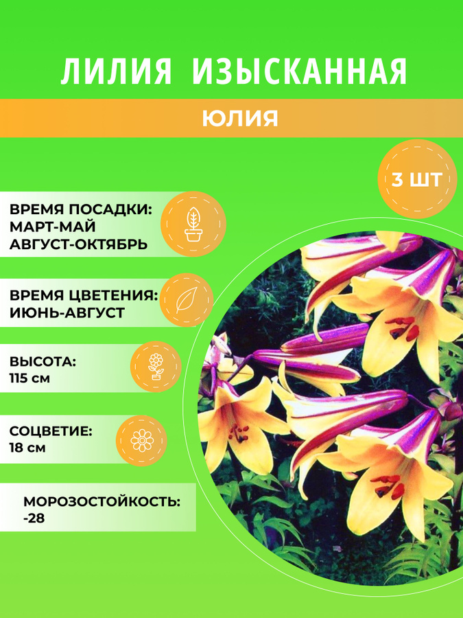 Луковицы Лилии Цветояр купить по выгодной цене в интернет-магазине OZON (1257991