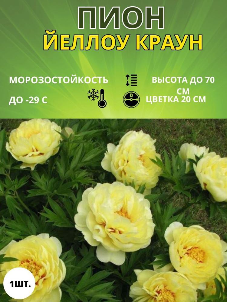 Russian Garden Клубни,0.4кг #1