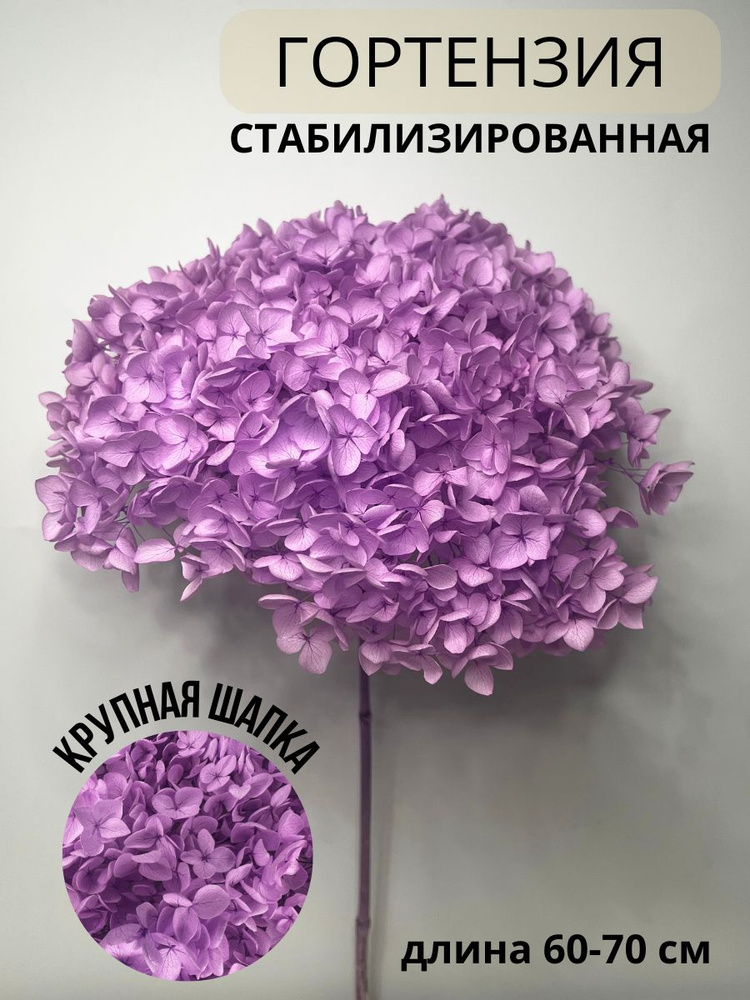 EVA florist Стабилизированные цветы Гортензия, 60 см, 100 гр, 1 шт  #1