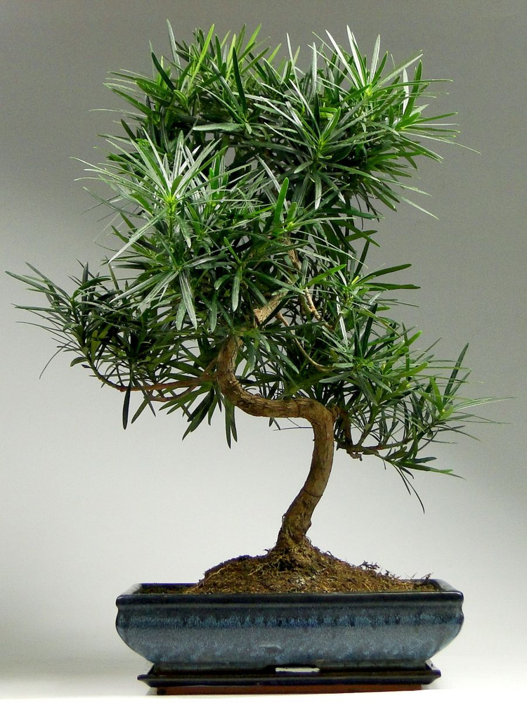 Семена Подокарпус крупнолистный (Podocarpus macrophyllus), 4 штук #1