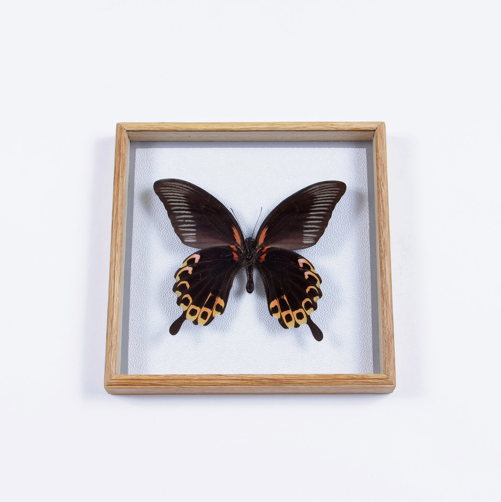 Бабочка в рамке ModernArtButterfly "Papilio deiphobus" 19х19х2см, №3, декор для дома интерьера  #1