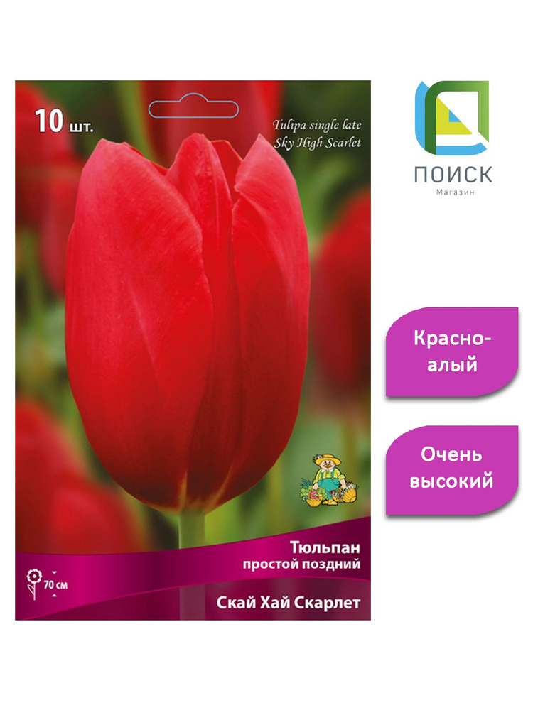 Тюльпан простой поздний Скай Хай Скарлет 10 луковиц #1