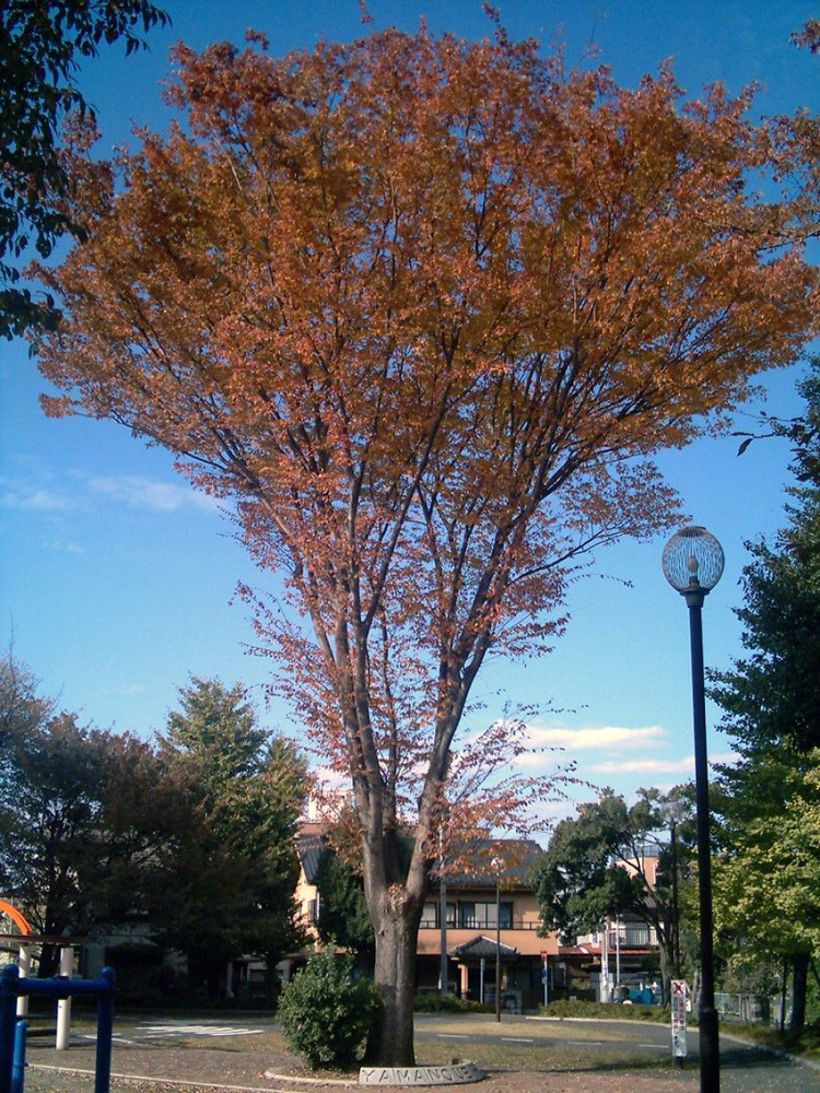 Семена Дзельква японская (Zelkova serrata), 10 штук #1