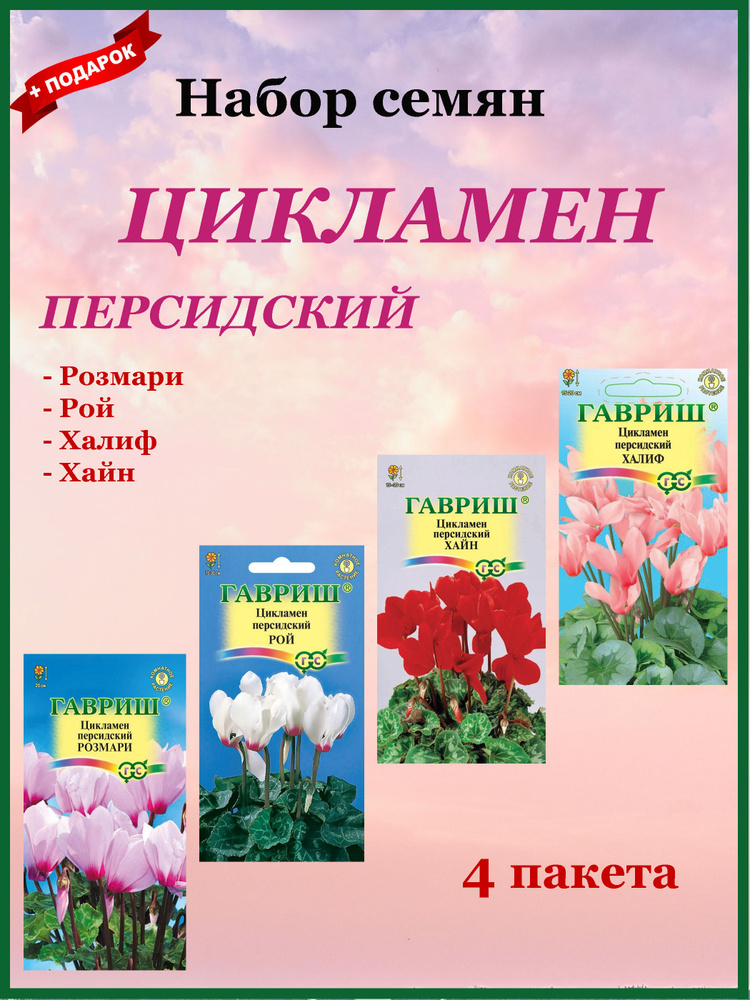 Семена комнатных цветов. Цикламен персидский 4 шт. (Гавриш) Рой, Розмари, хайн, Халиф  #1