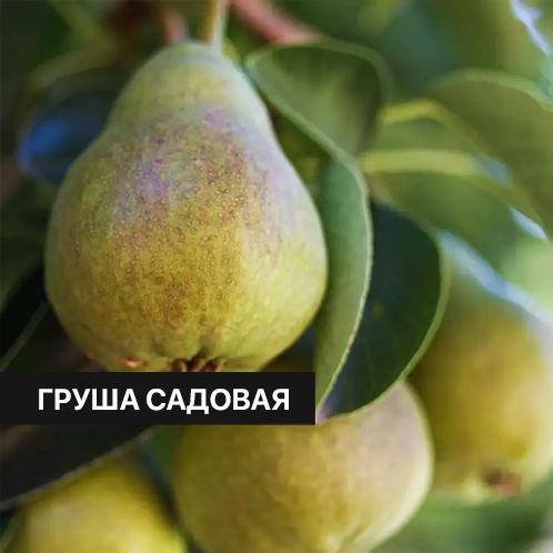 Отдушка CandleScience Orchard Pear 30 г (Груша садовая) #1