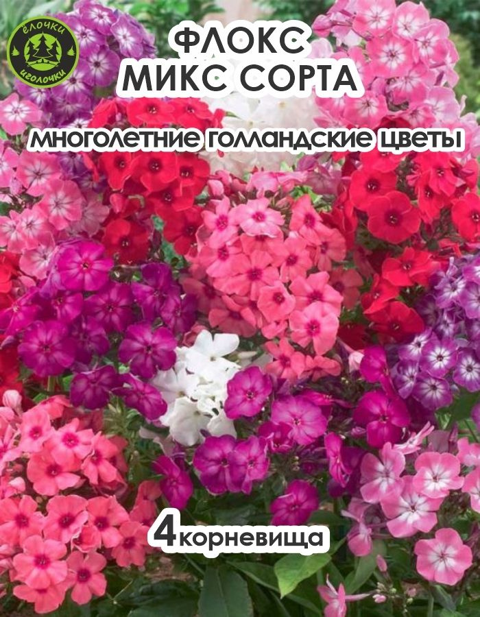 Флоксы Корневище, Микс сортов, 4 шт #1