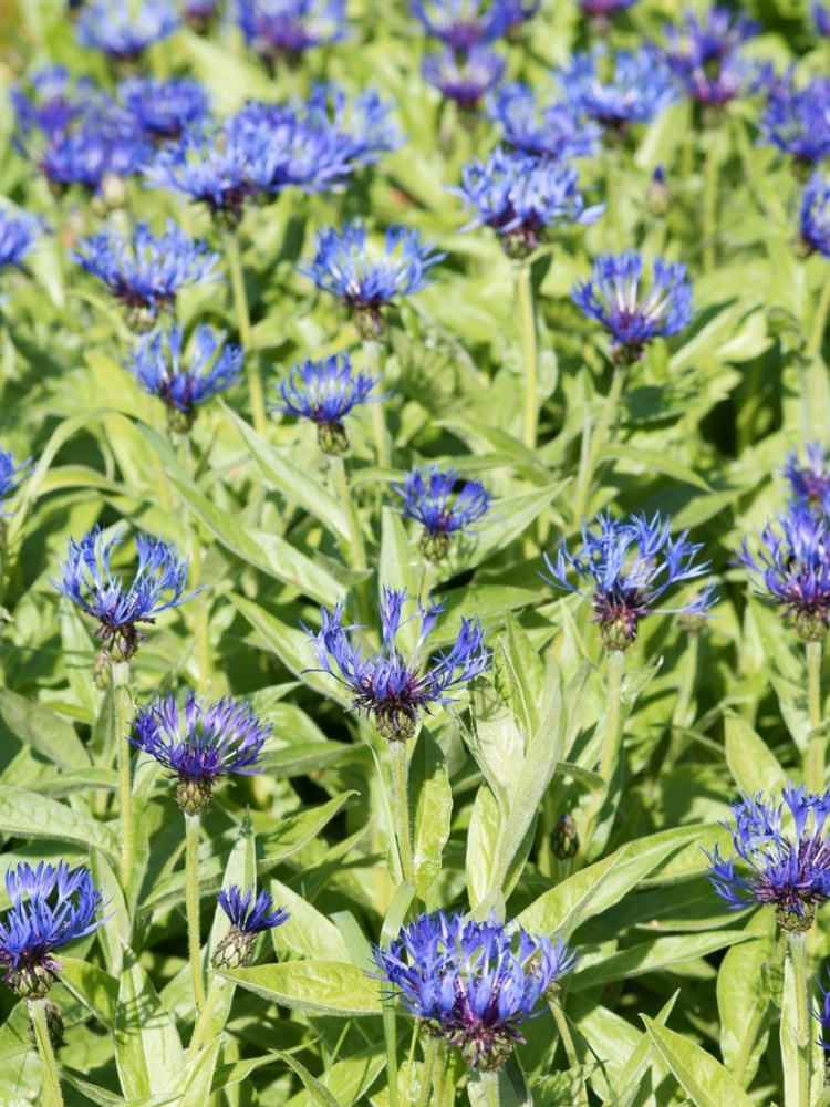 Семена Василек горный (Centaurea montana), 15 штук #1