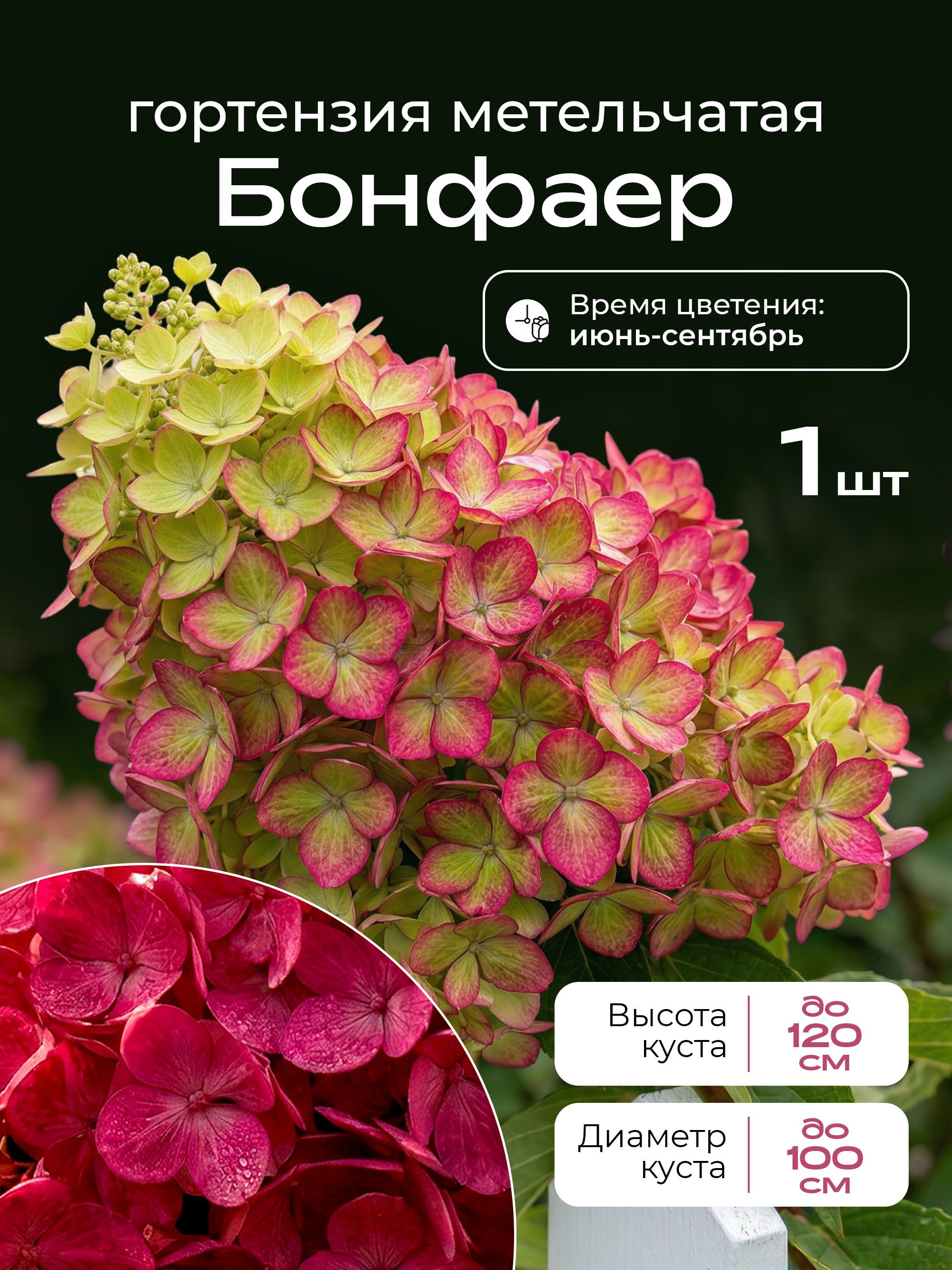 СаженецБонфаергортензияметельчатая