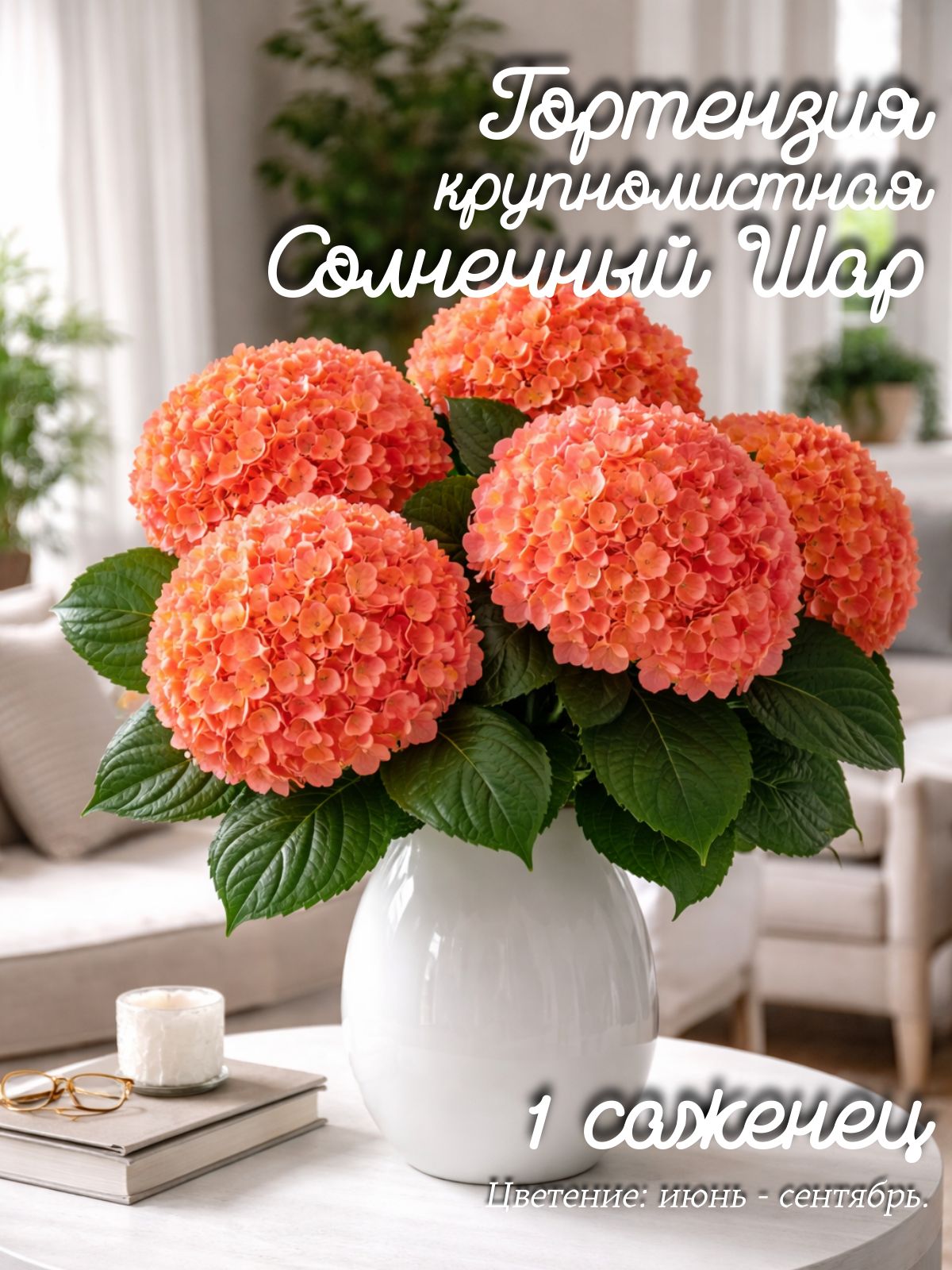 ГортензиякрупнолистнаяСолнечныйШар,1саженец.