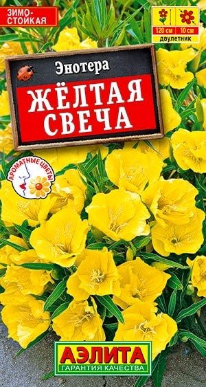 ЭНОТЕРА ЖЕЛТАЯ СВЕЧА. Семена. Вес 0,2 гр. Эффектное и неприхотливое растение, известное также как ночная #1