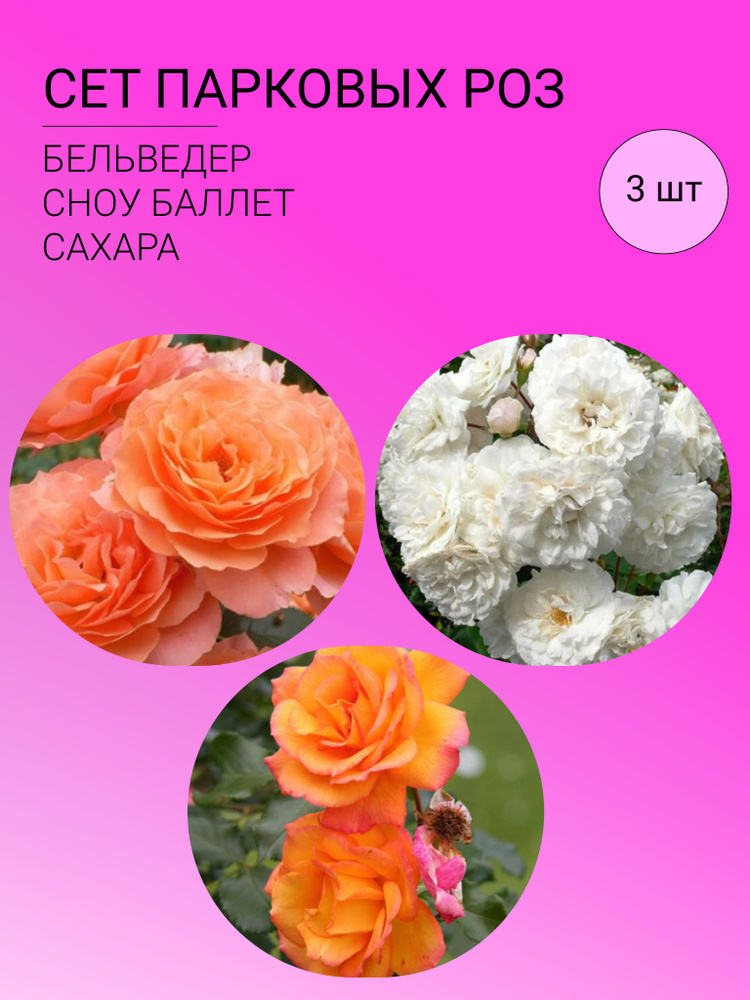 Сет Роз, многолетние цветы для сада, саженцы 3 шт #1