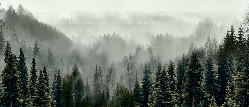 Фотообои GrandPik 10241 "Горный лес в тумане", 650х280 см(Ширина х Высота)  #1