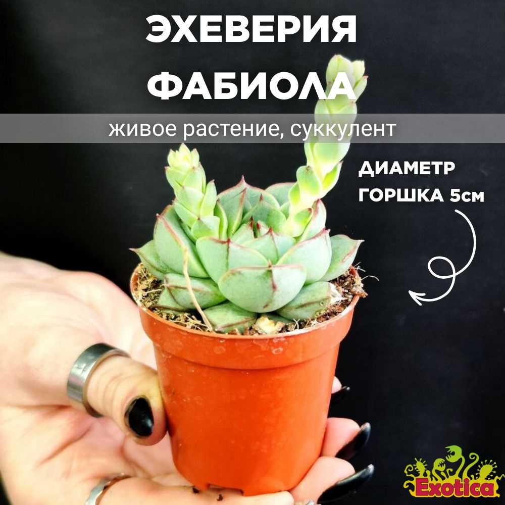 Эхеверия Фабиола (Echeveria Fabiola) D5см #1