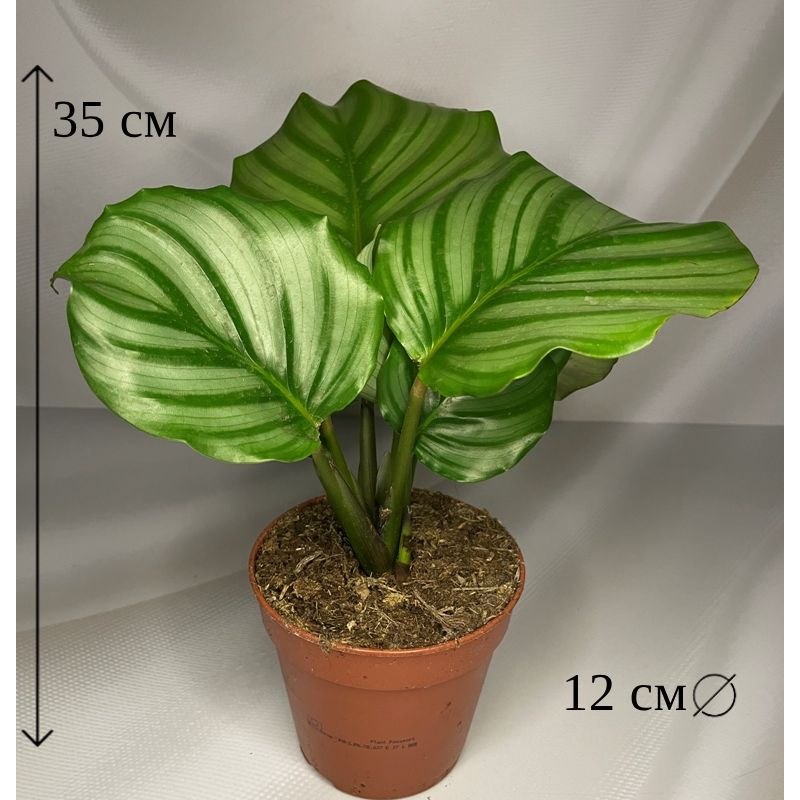 Калатея Орбифолия 12/35 #1