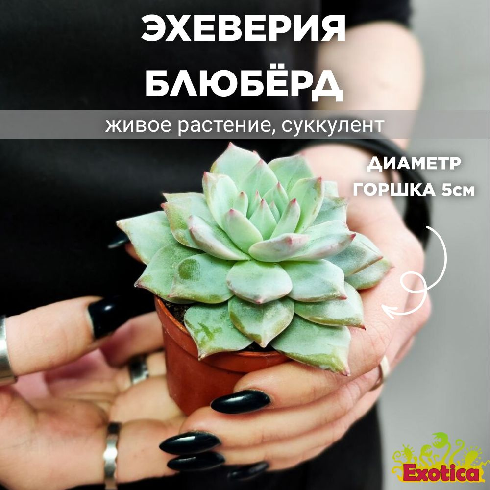 Эхеверия БлюБёрд (Echeveria Bluebird) D5см #1