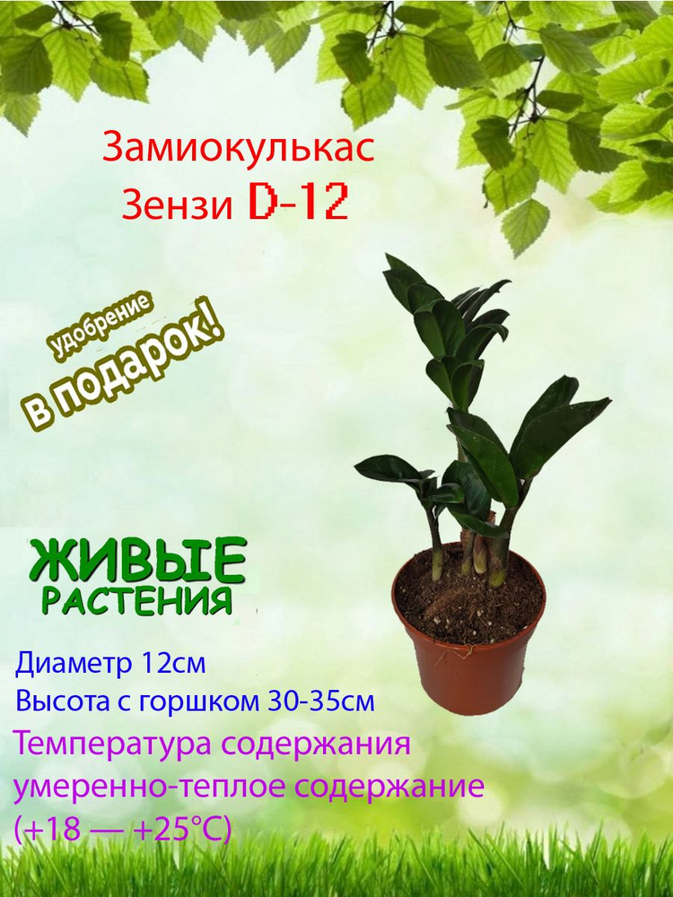 Комнатные растения, цвет Замиокулькас Зензи D-12, 12 см, 1 шт  #1