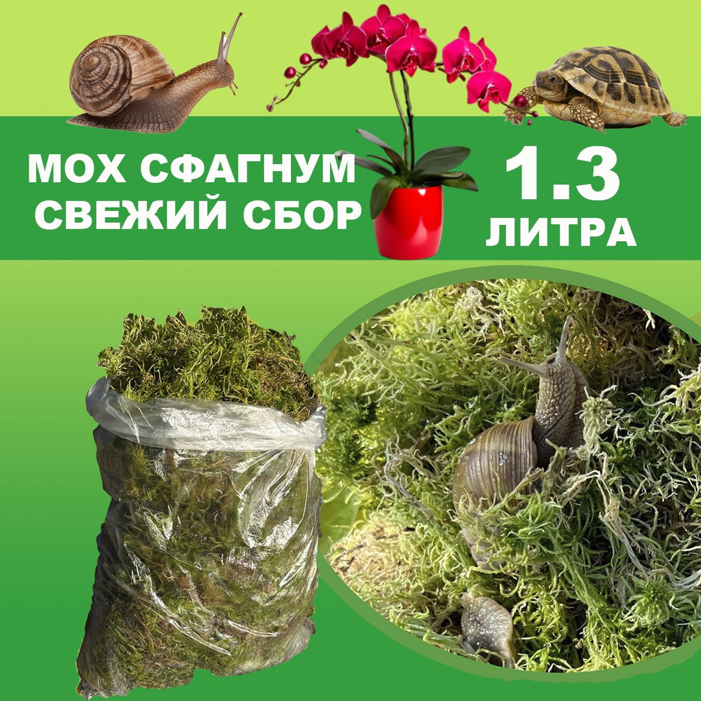 Мох сфагнум свежий, живой, отборный 1,3 литра для растений, улиток, орхидей  #1