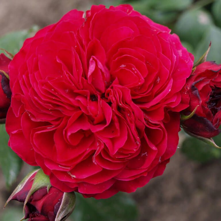 роза флорибунда Леонардо да Винчи Ред #1