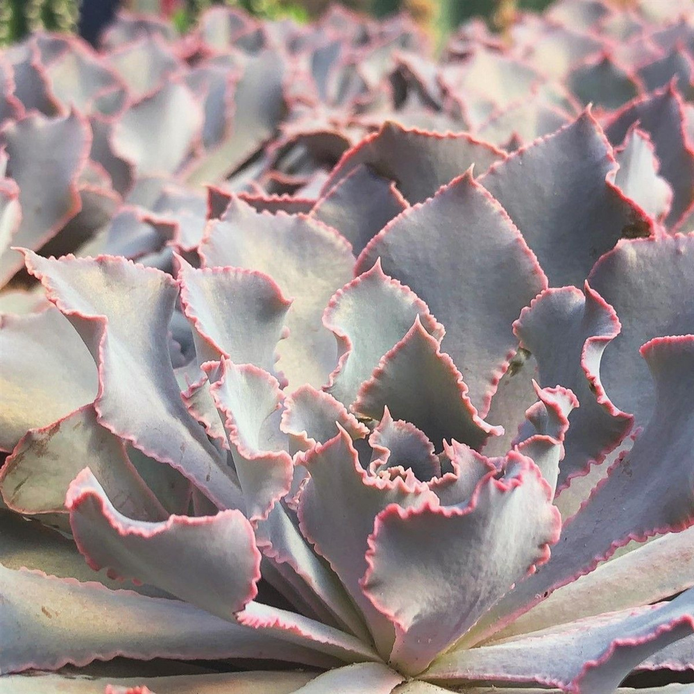 Эхеверия Шавиана Пинк Фриллс (Echeveria Shav.Pink Frills) D5см #1