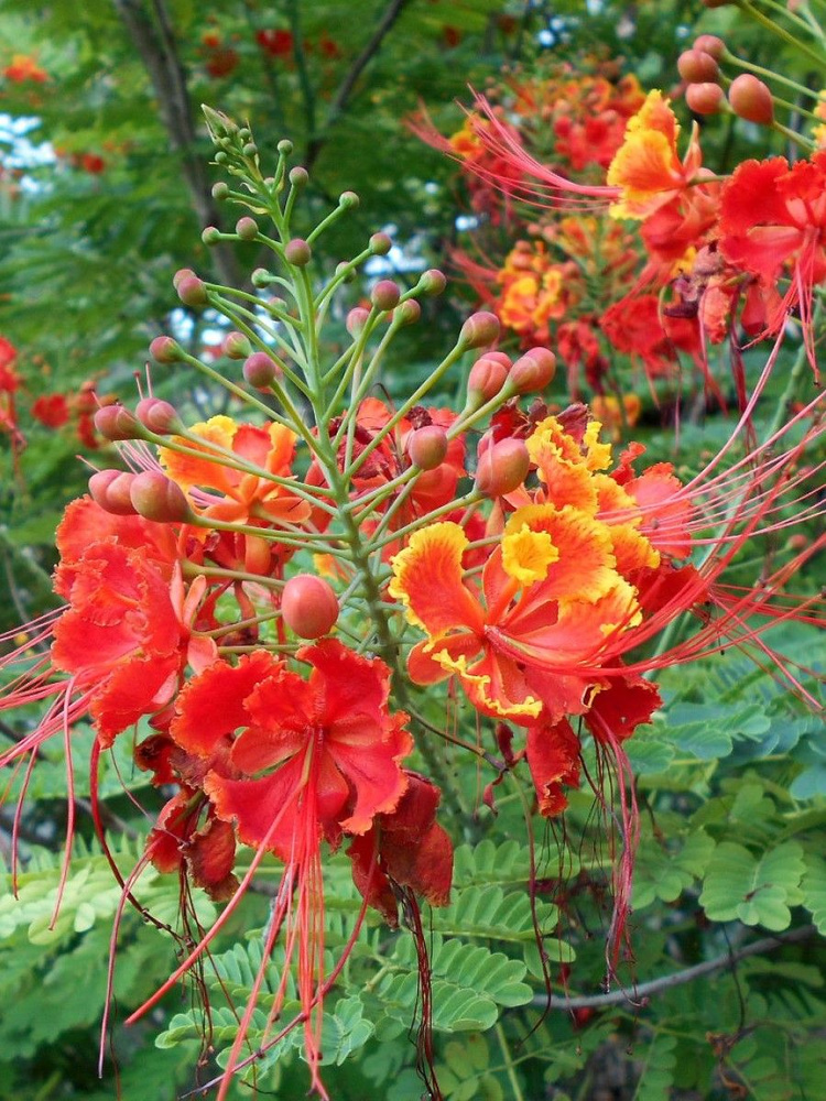 Семена Цезальпиния красивейшая (Caesalpinia pulcherrima), 4 штук #1