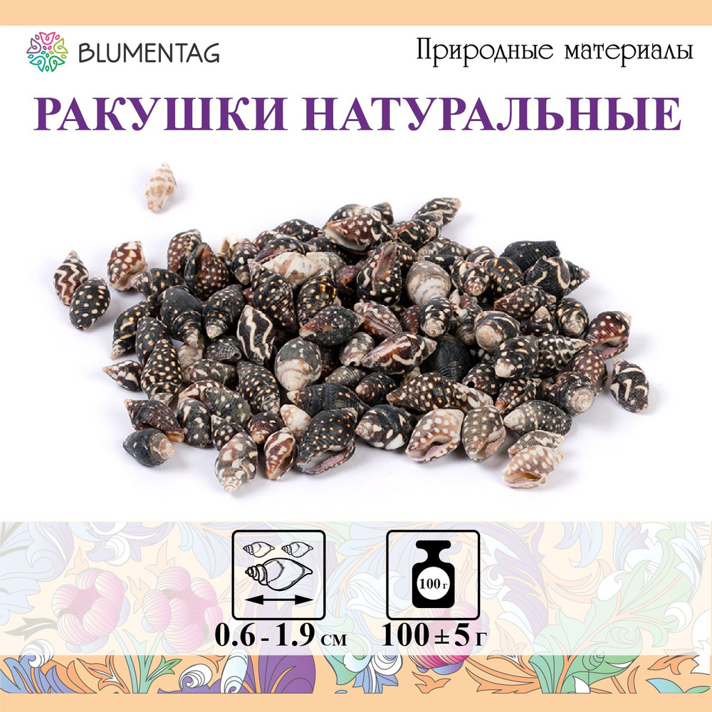 Ракушки морские "Blumentag" DRF-007 100 г 5 г 1.9 см Nassa Columbella #1