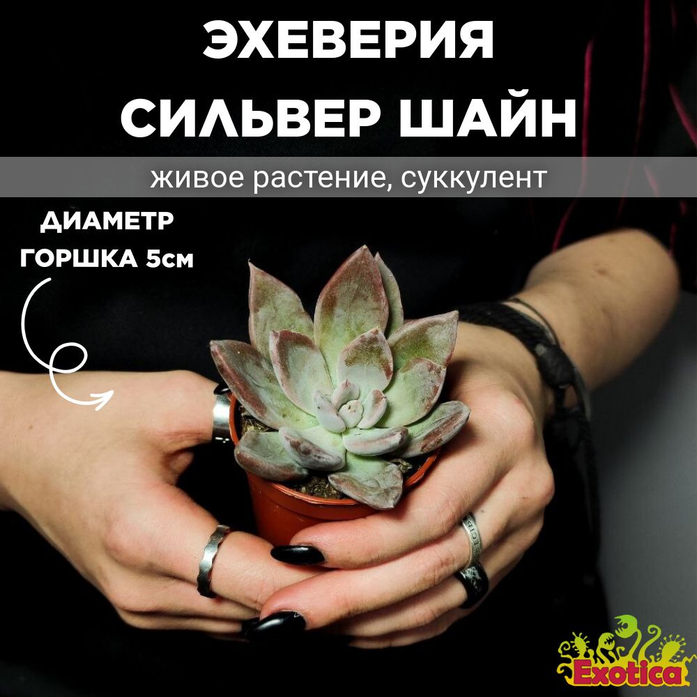 Эхеверия Сильвер Шайн (Echeveria Silver Shine) D5см #1