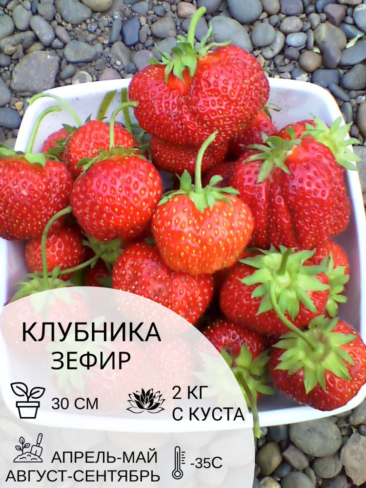 Клубника Зефир, саженцы ягодных кустарников крупноплодные и ремонтантные  #1