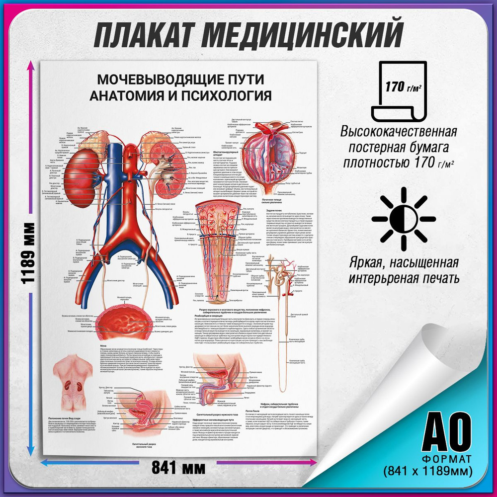 Информационный медицинский плакат "Мочевыводящие пути: анатомия и психология" / А-0 (84x119 см.)  #1