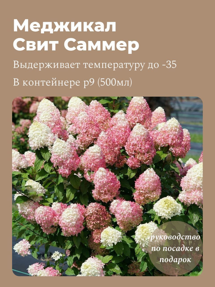 Саженец гортензии в Р9 "Меджикал Свит Самер" #1