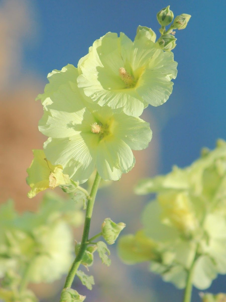 Семена Штокроза морщинистая (Alcea rugosa), 15 штук #1